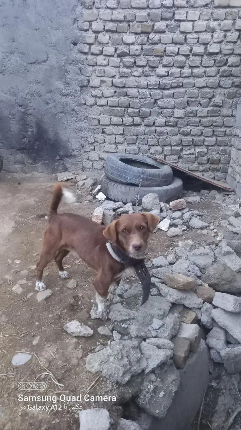 سگ پاکوتاه|سگ|چناران, |دیوار