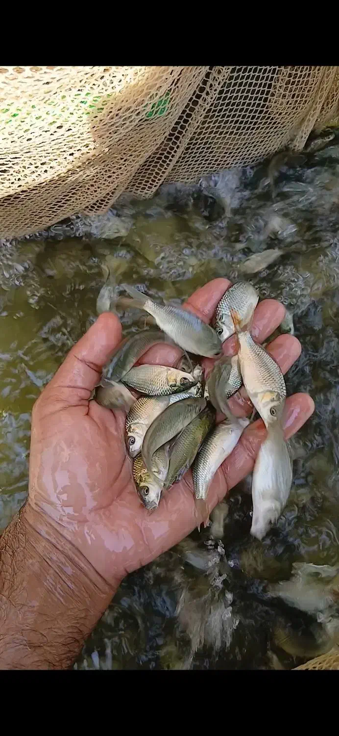 بچه ماهی کپور|ماهی|شوشتر, |دیوار