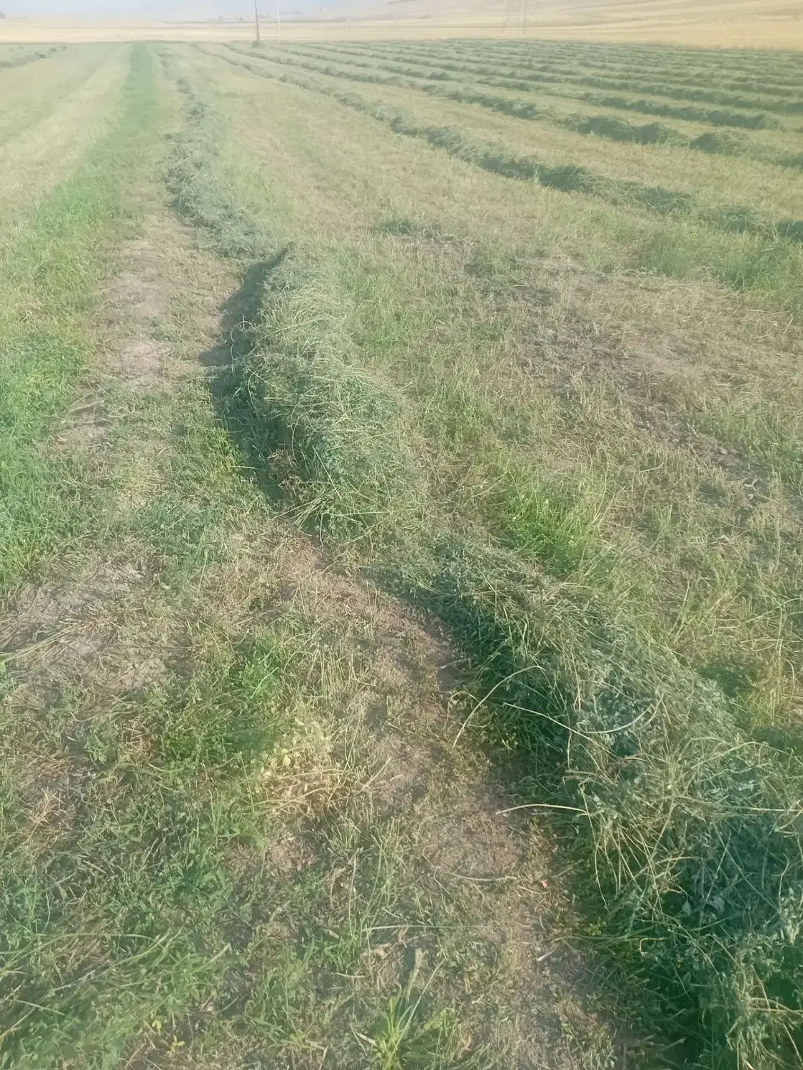 یونجه|لوازم جانبی حیوانات|کوهدشت, |دیوار