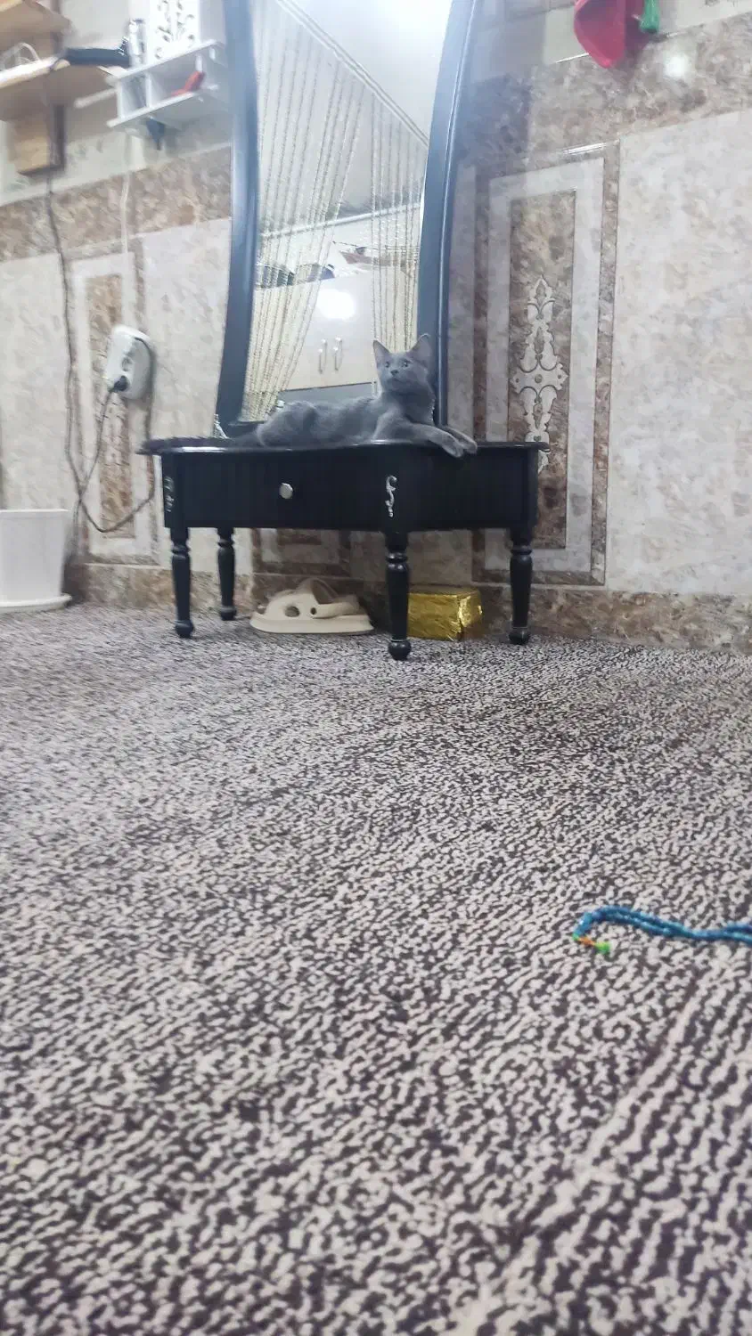 گربه برتیش|گربه|آبادان, |دیوار