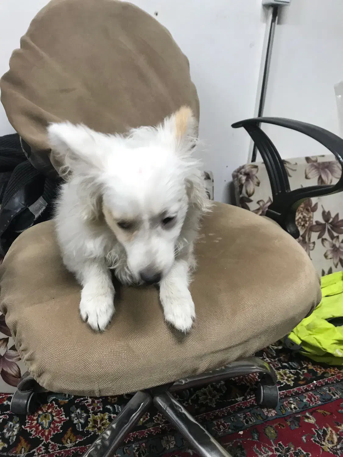 واگزاری پامر اشپیدز|سگ|فردیس, شهرک اسکویی|دیوار