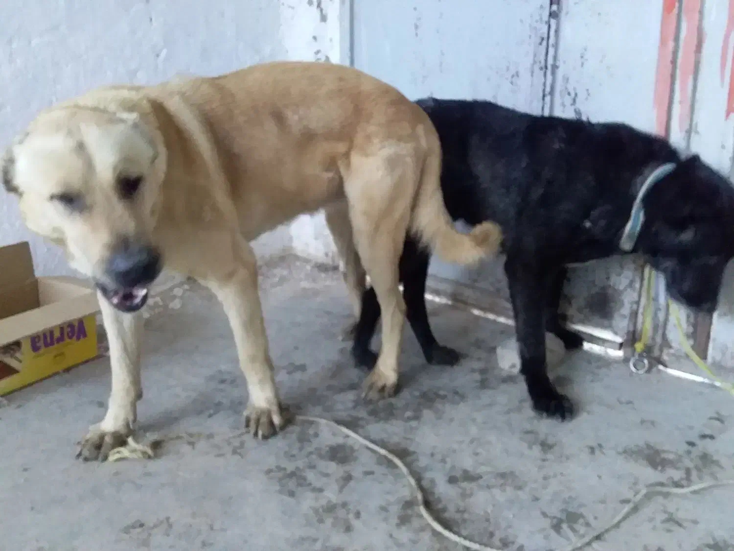 گم شده|حیوانات|تهران, ایران|دیوار