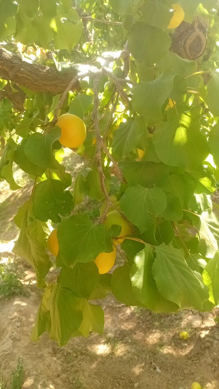 زردالو|خدمات باغبانی و درختکاری|ابرکوه, |دیوار