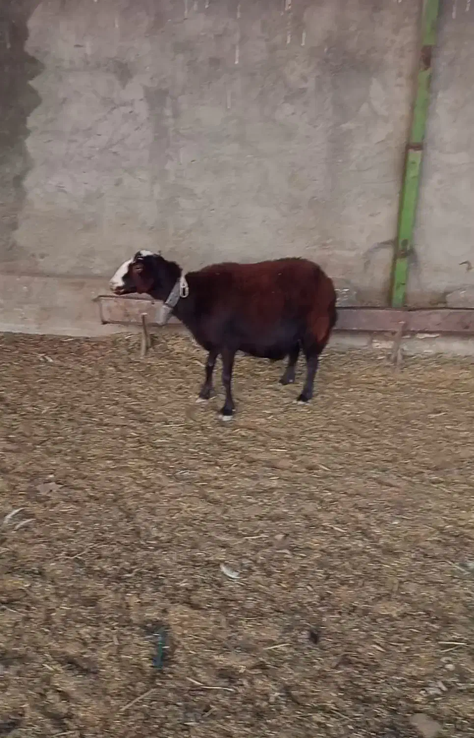 میش بره|حیوانات مزرعه|اژیه, |دیوار