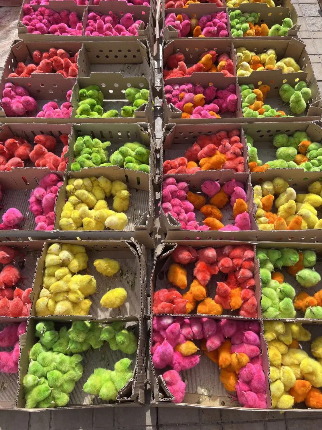 جوجه رنگی|حیوانات مزرعه|تهران, ترمینال جنوب|دیوار