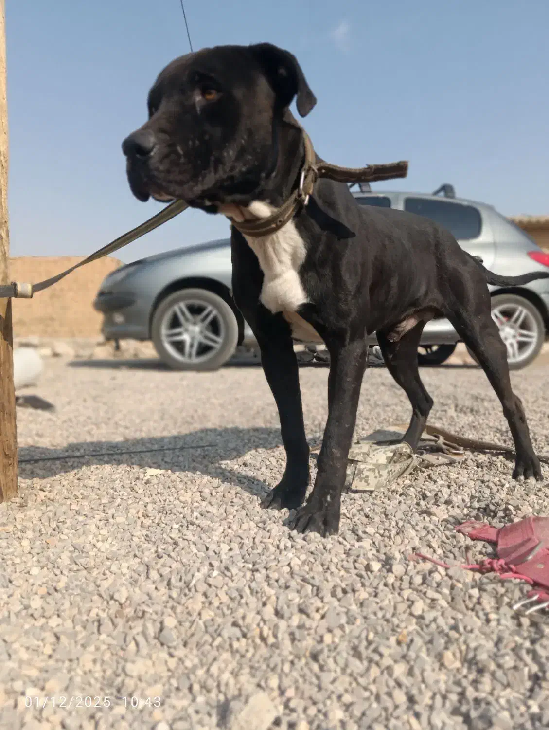 سگ پیتبول نر فول آموزش|سگ|اصفهان, سرشبادران|دیوار