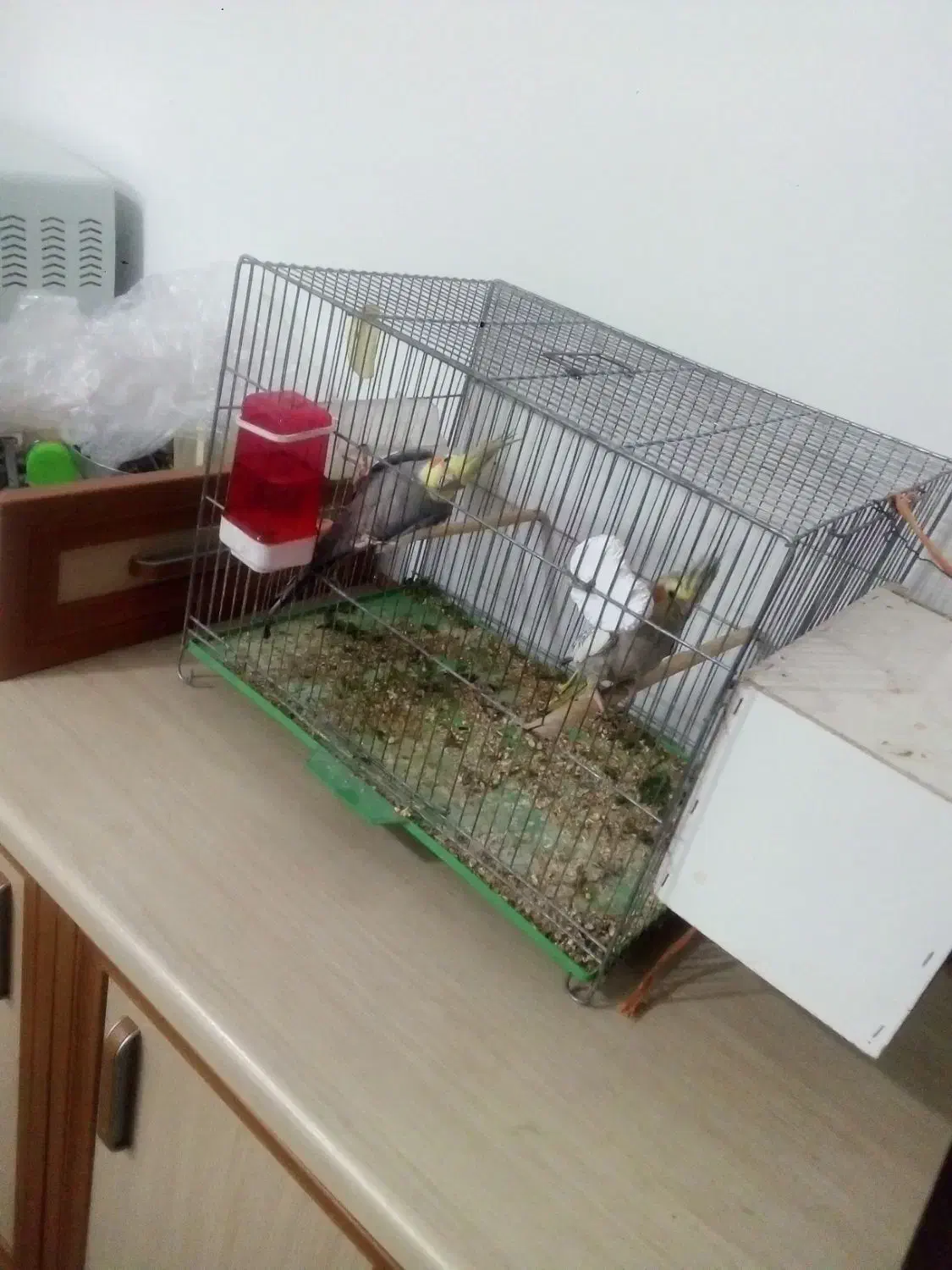 یک جفت عروس مولد بشرط تخم|پرنده|خمین, |دیوار