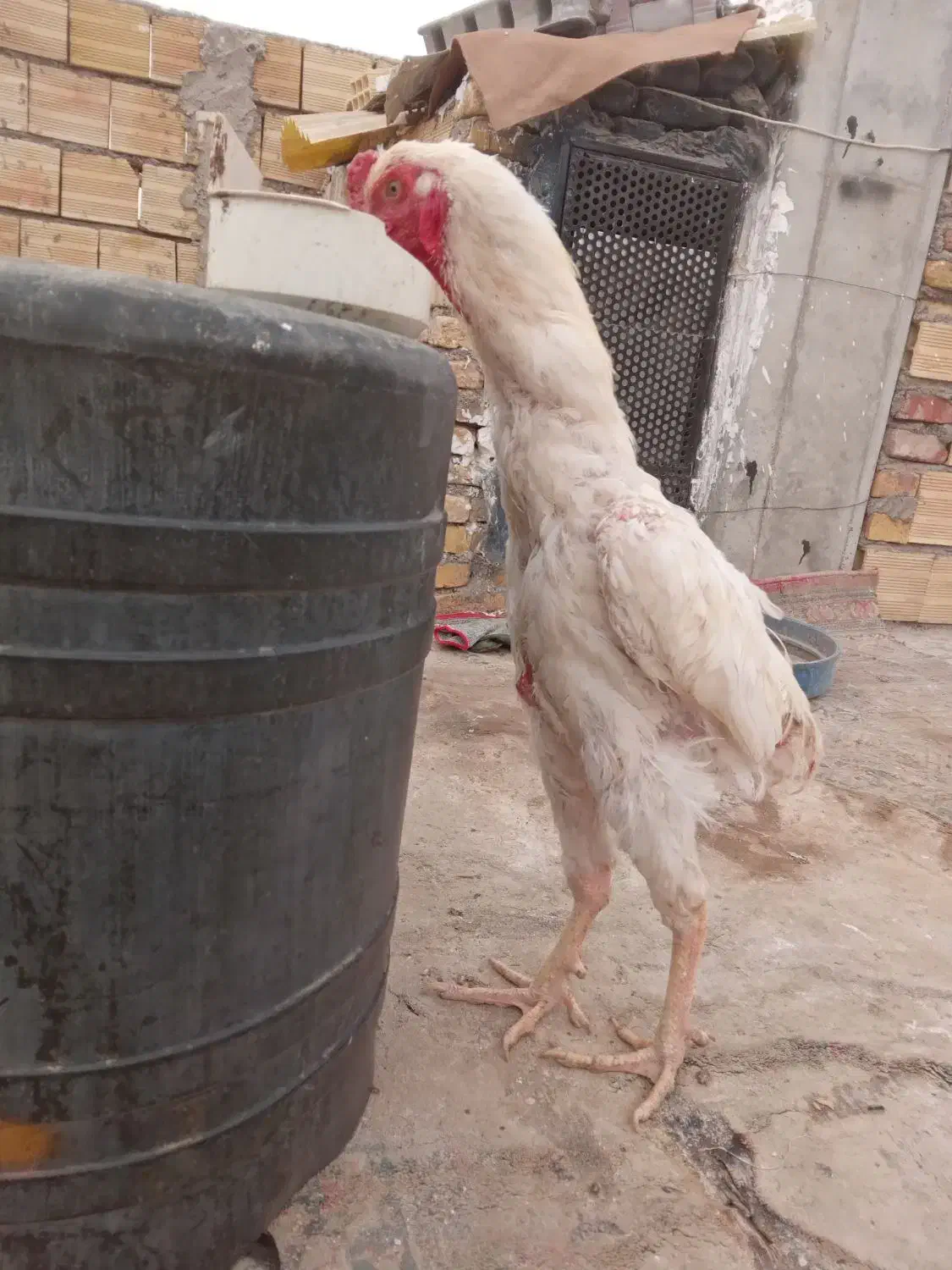 لاری ۲عدد|حیوانات مزرعه|میانه, |دیوار