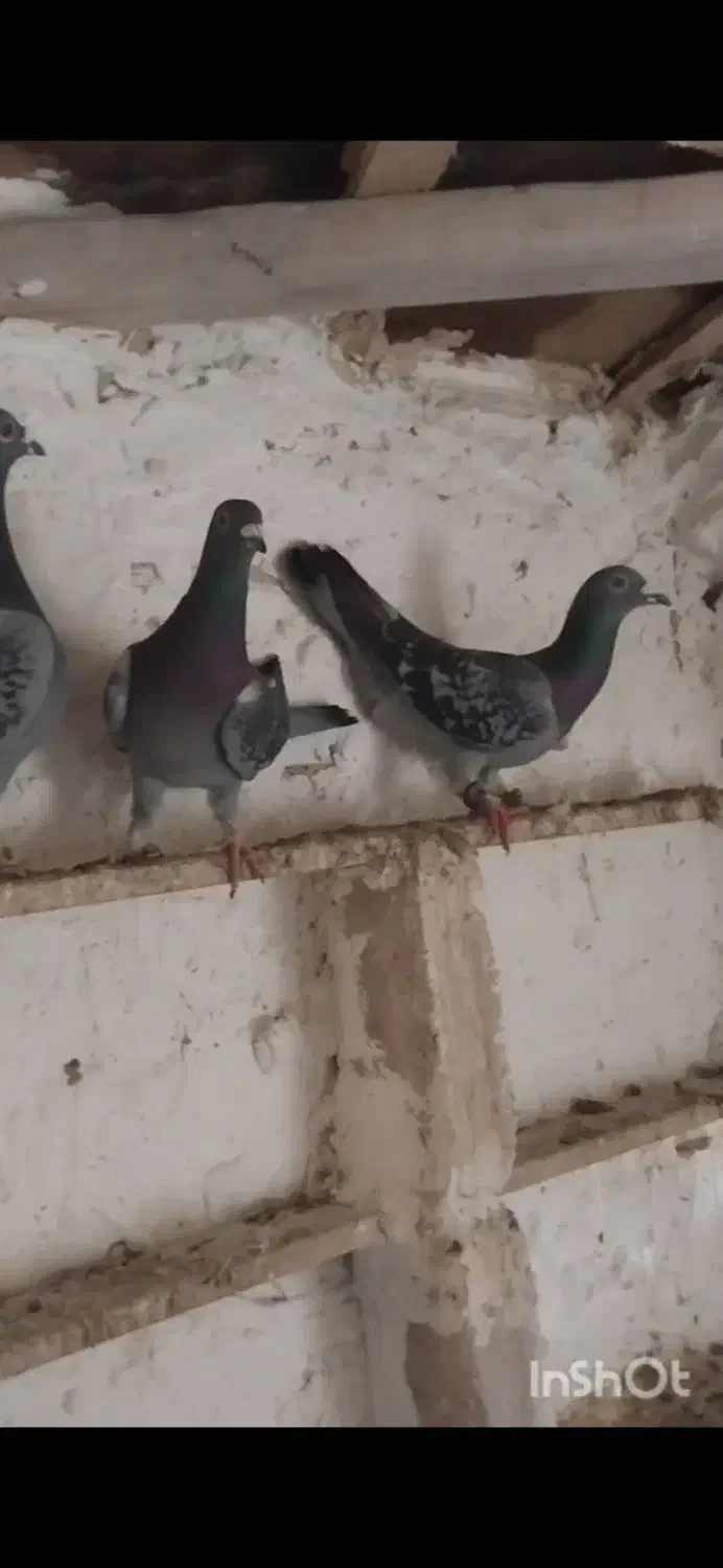 کفتر فروشی|پرنده|بیرجند, |دیوار