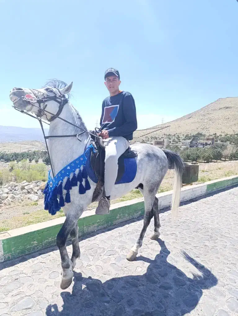 اسب‌ نریان|اسب و تجهیزات اسب‌سواری|زنجان, |دیوار