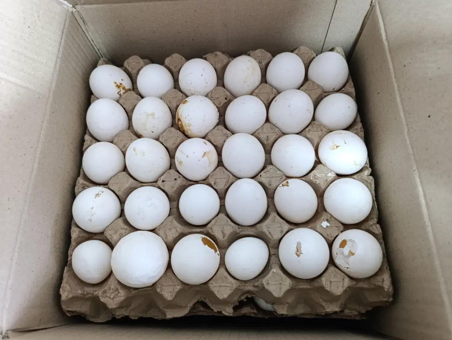 پخش تخممرغ روز|خوردنی و آشامیدنی|گنبد کاووس, |دیوار