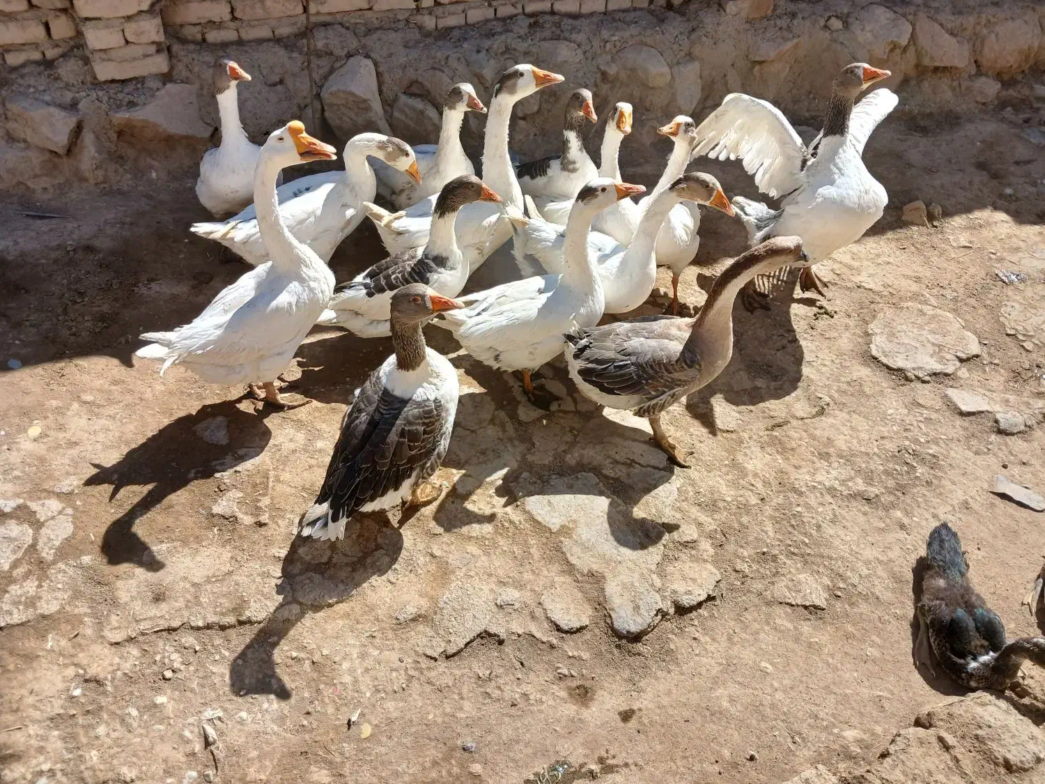 غاز قوغاز|حیوانات مزرعه|نهاوند, |دیوار