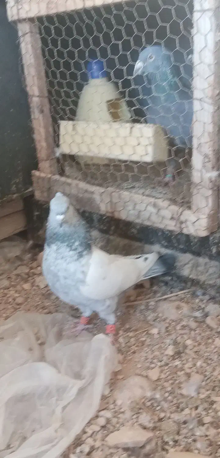 کبوتر سینه سبز|پرنده|شیراز, داریون|دیوار