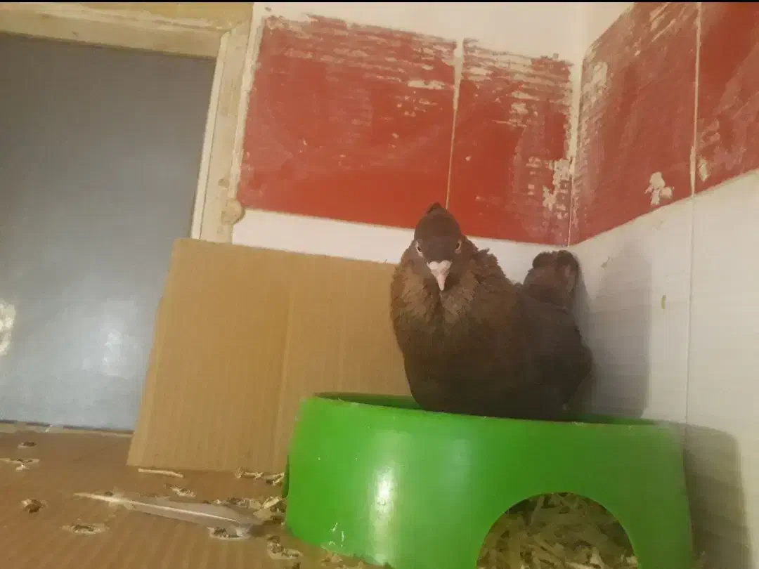 گمشده کفتر نر سوسنی|حیوانات|آبادان, |دیوار