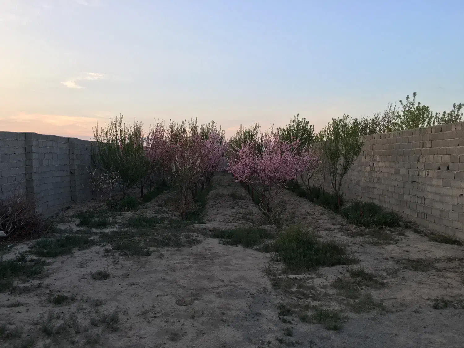 باغچه ۶۴۰متری آب برق گاز|فروش زمین و ملک کلنگی|رباطکریم, پیغمبر|دیوار