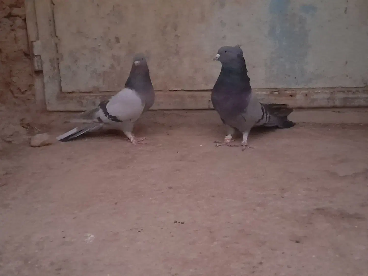 ماده پر نر سبز پر|پرنده|بابا حیدر, |دیوار