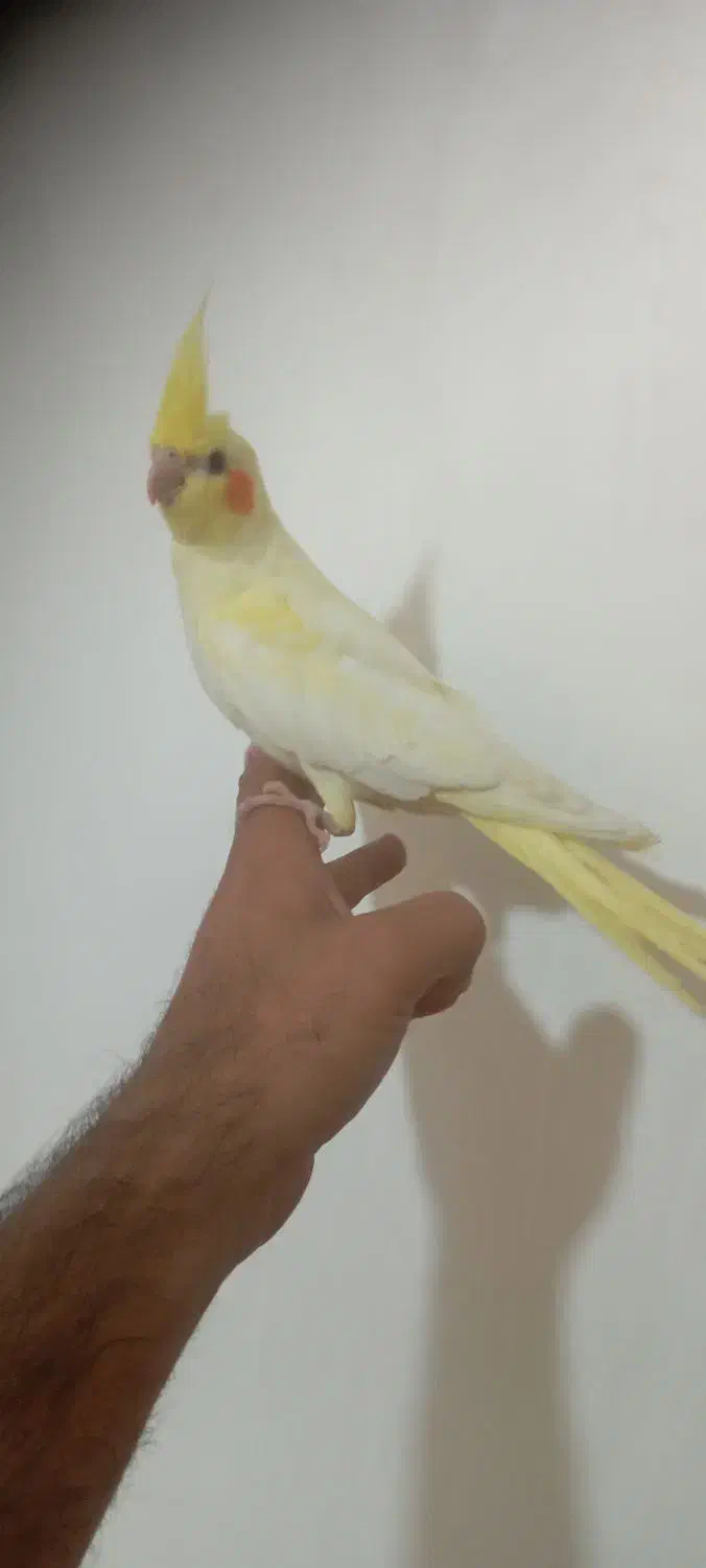 عروس هلندی معامله با کبوتر|پرنده|شیراز, فرودگاه شهید دستغیب شیراز|دیوار