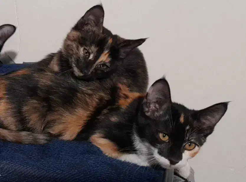 واگذاری رایگان بچه گربه|گربه|مشهد, بالا خیابان|دیوار