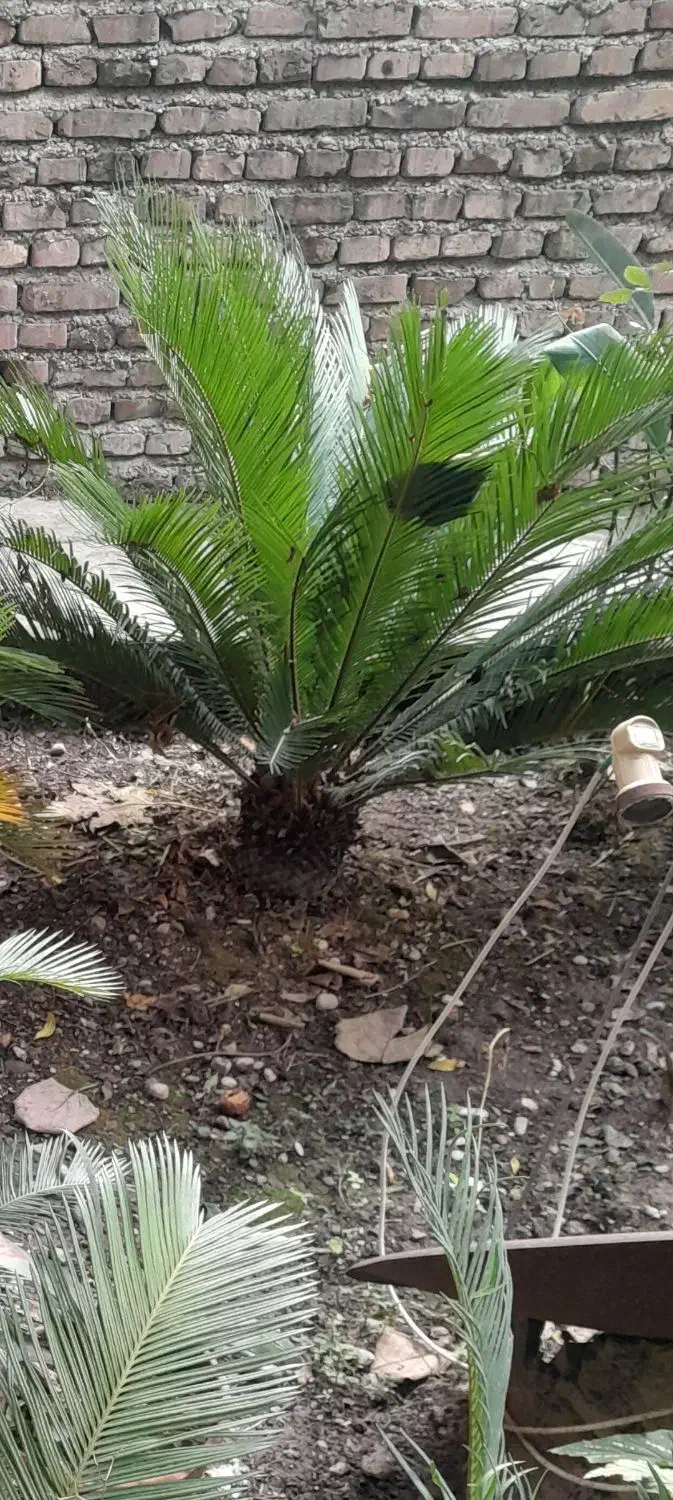 سیکاس پهن برگ درجه1 در سایز مختلف|گل و گیاه طبیعی|قائم‌شهر, |دیوار