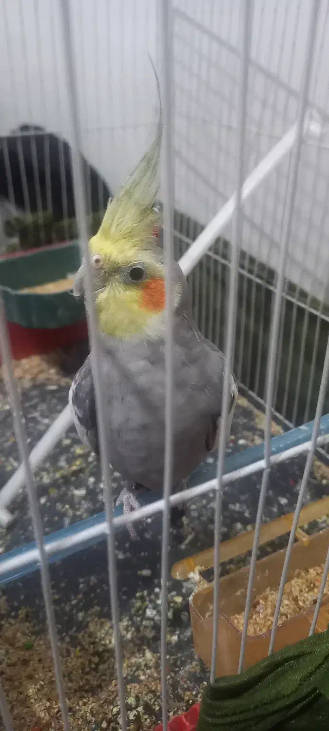 عروس هلندی|پرنده|مشهد, هفده شهریور|دیوار