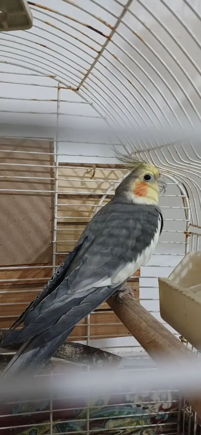 عروس هلندی|پرنده|ماهدشت, |دیوار