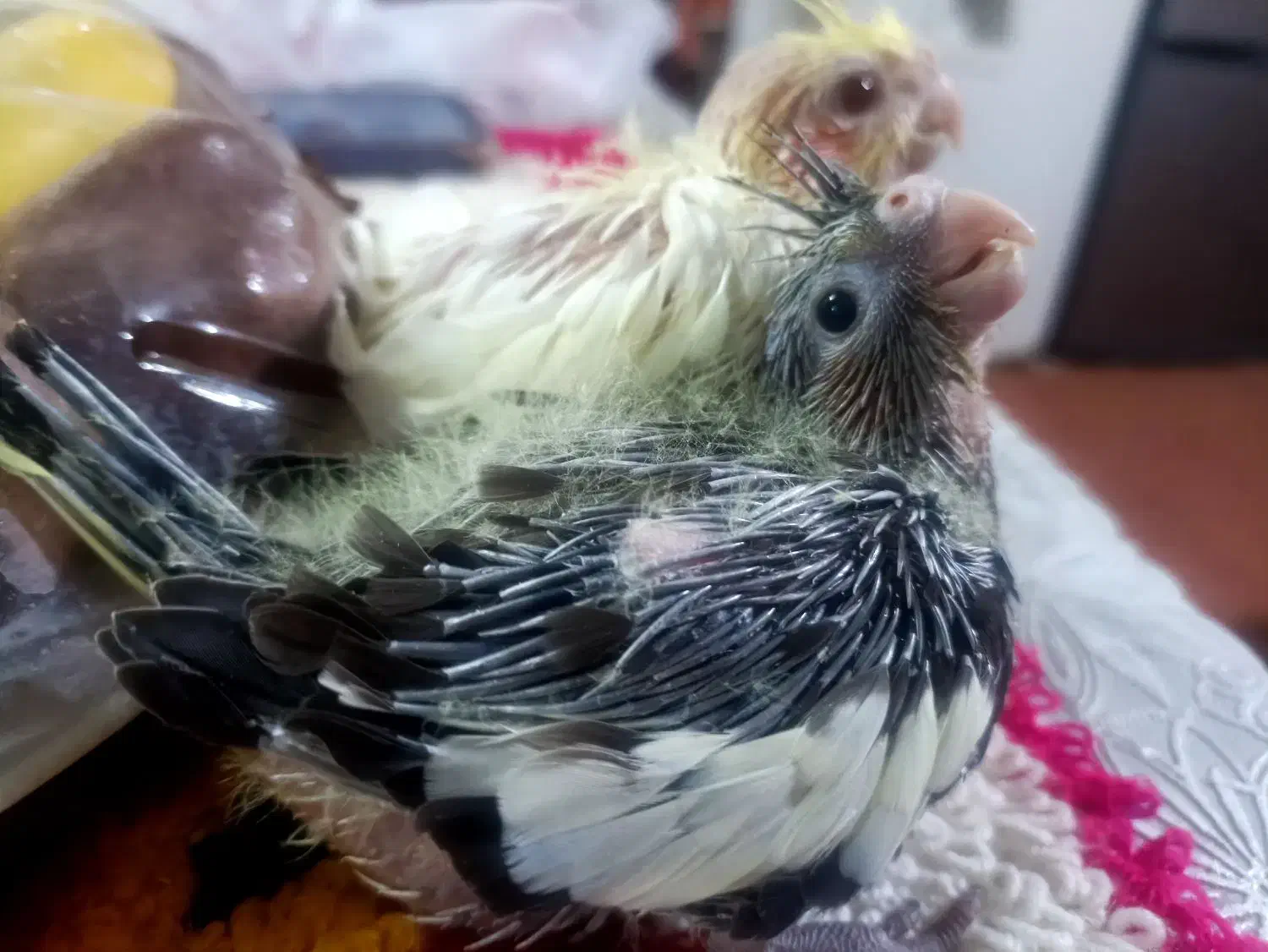 جوجه عروس .هلندی .ده روزه سرلاکی لوتینو|پرنده|طبس, |دیوار