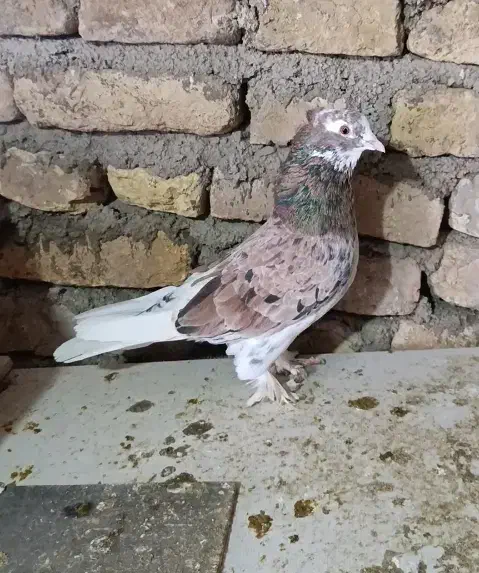 کفتر سرور|پرنده|خوی, |دیوار