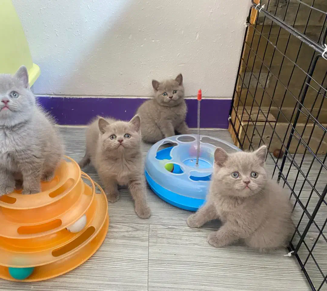 بچه گربه های بریتیش اصیل رنگ لیلاک|گربه|شیراز, شهرک سراج‎|دیوار