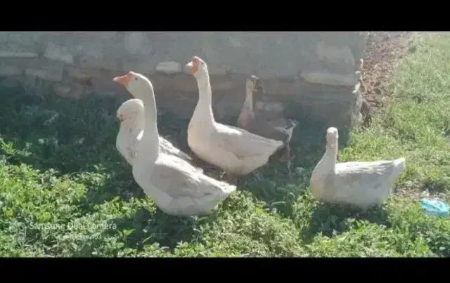 قوغاز و غاز محلی|حیوانات مزرعه|آستانه اشرفیه, |دیوار