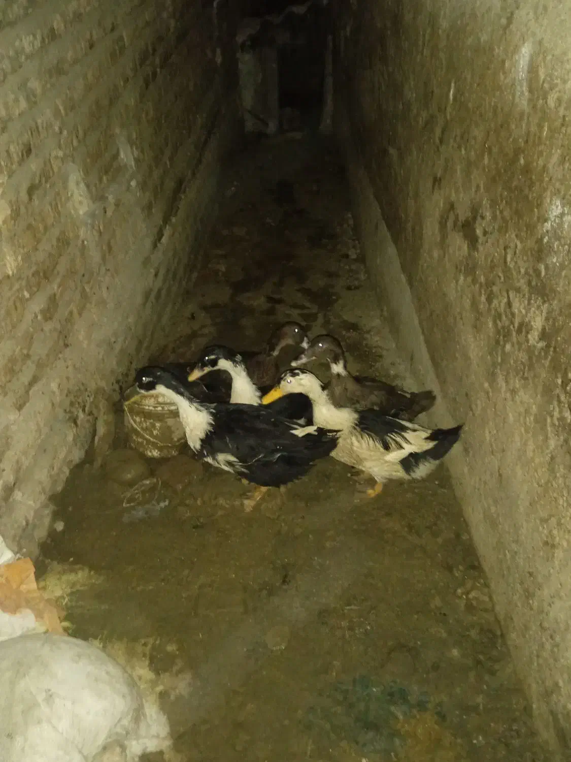 اردک محلی|حیوانات مزرعه|نگین شهر, |دیوار