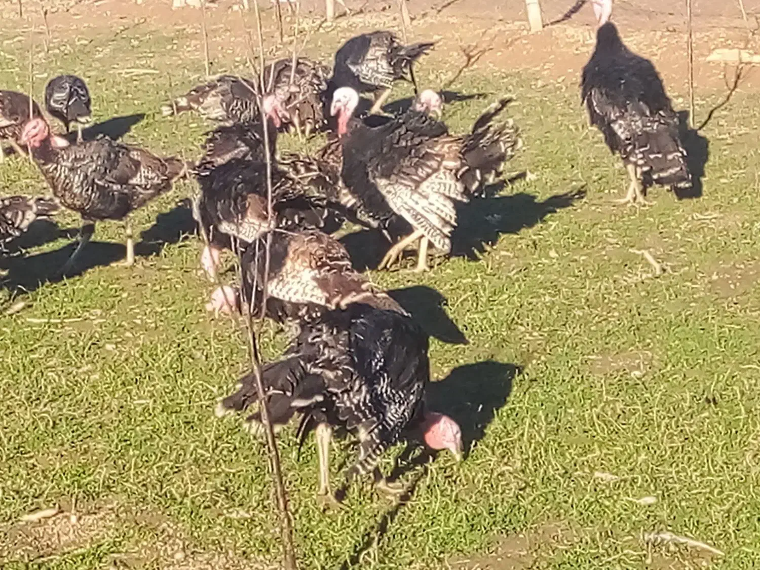 فروش بوقلمون طبیعی|حیوانات مزرعه|پارسآباد, |دیوار