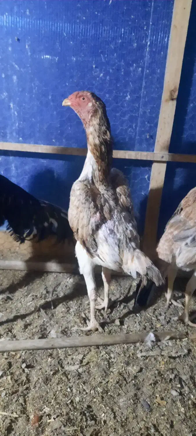 تخم لاری اوشامو نطفه دار|حیوانات مزرعه|مشهد, کوشش|دیوار