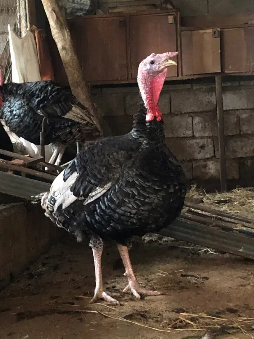 بوقلمون اصیل ارگانیک و تخم نطفه دار|حیوانات مزرعه|قائم‌شهر, |دیوار