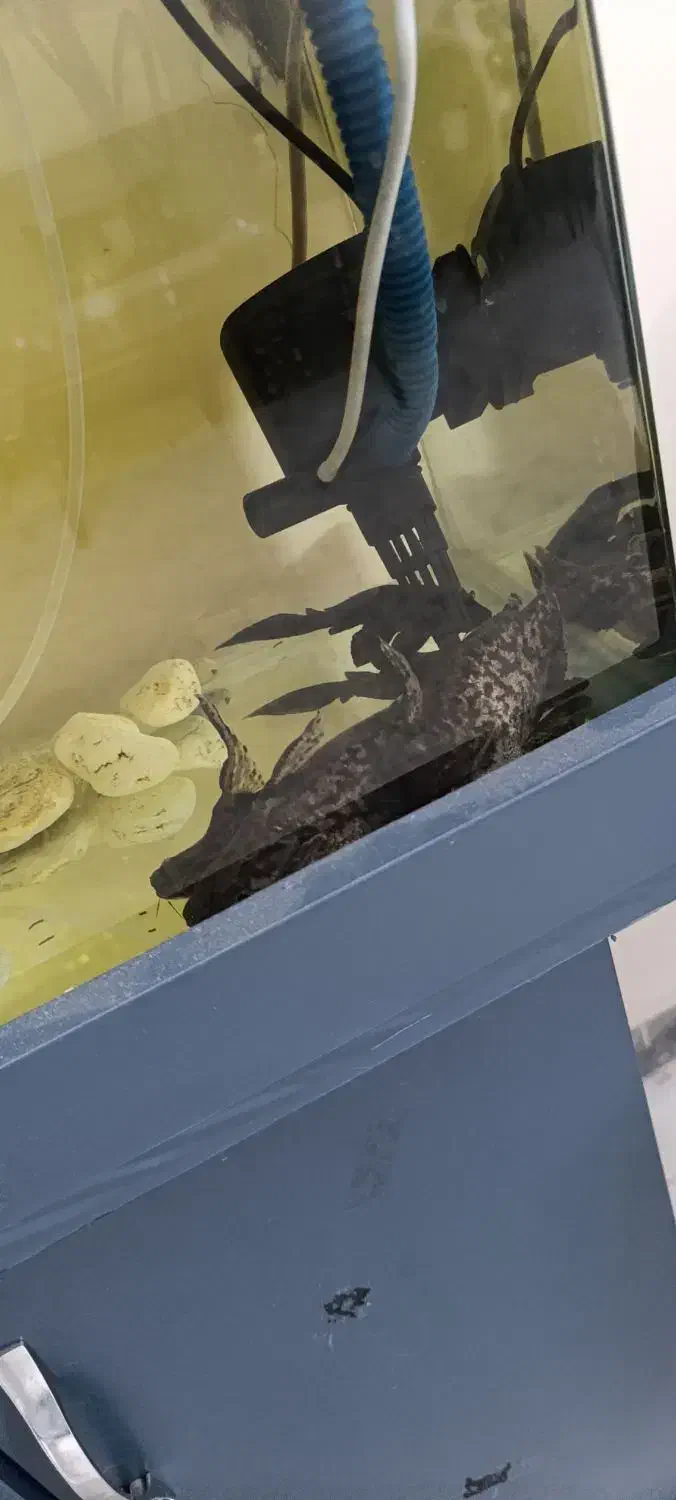 فروش اکواریوم همراه ماهی های داخلش|ماهی|تهران, مشیریه|دیوار