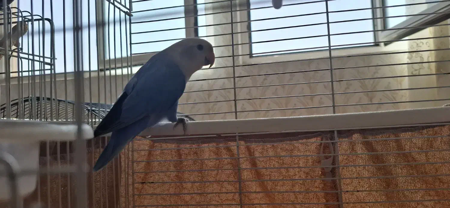 پرنده کوتوله|پرنده|یزد, |دیوار