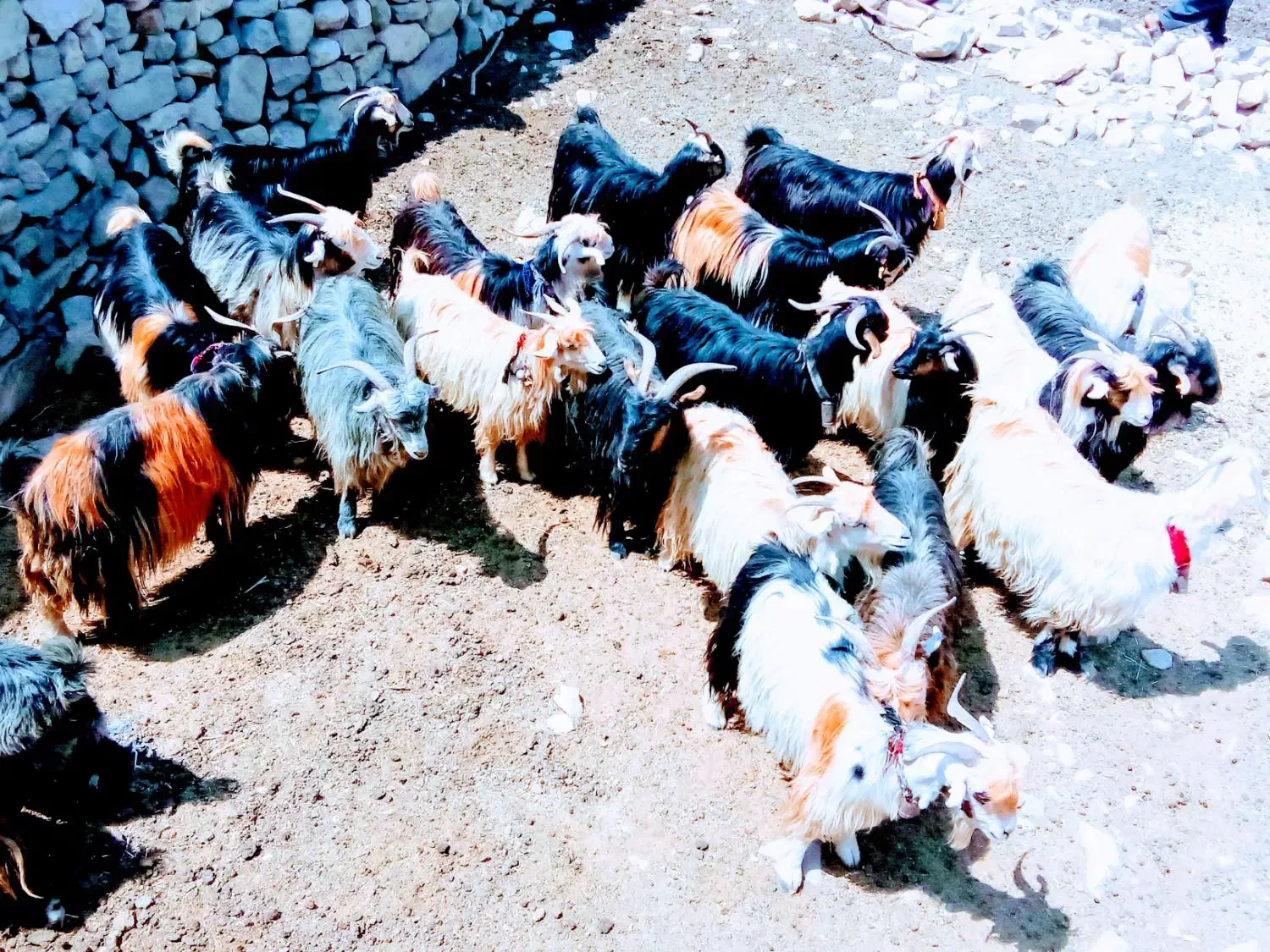 بزترکی‌معاوضه‌بامیش|حیوانات مزرعه|ایذه, |دیوار