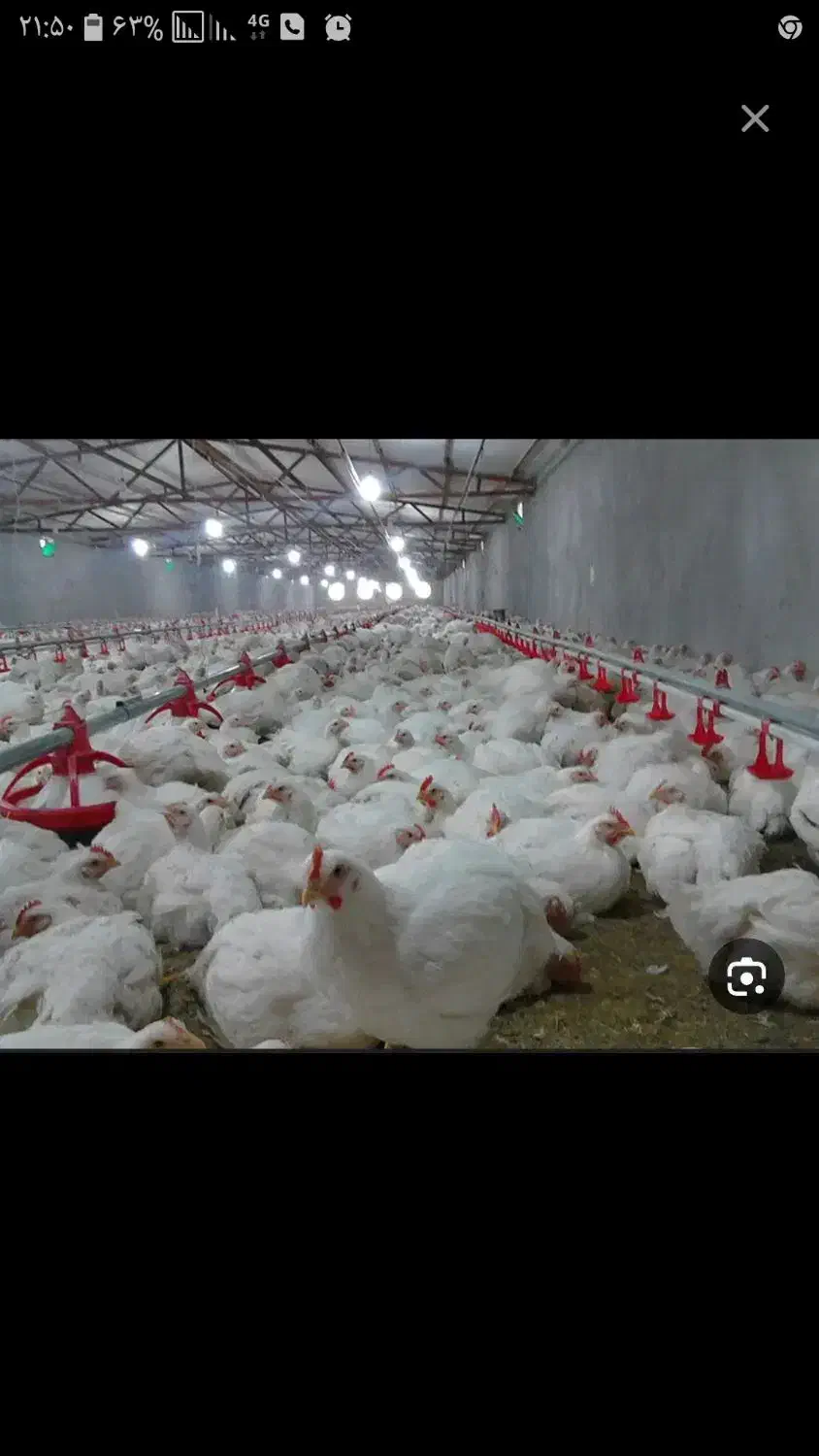 کود مرغی|خدمات باغبانی و درختکاری|ملکان, |دیوار