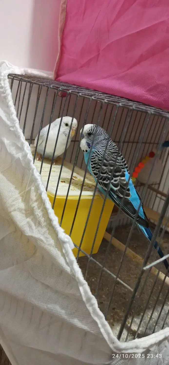 مرغ عشق باتمام وسایل|پرنده|پیرانشهر, |دیوار