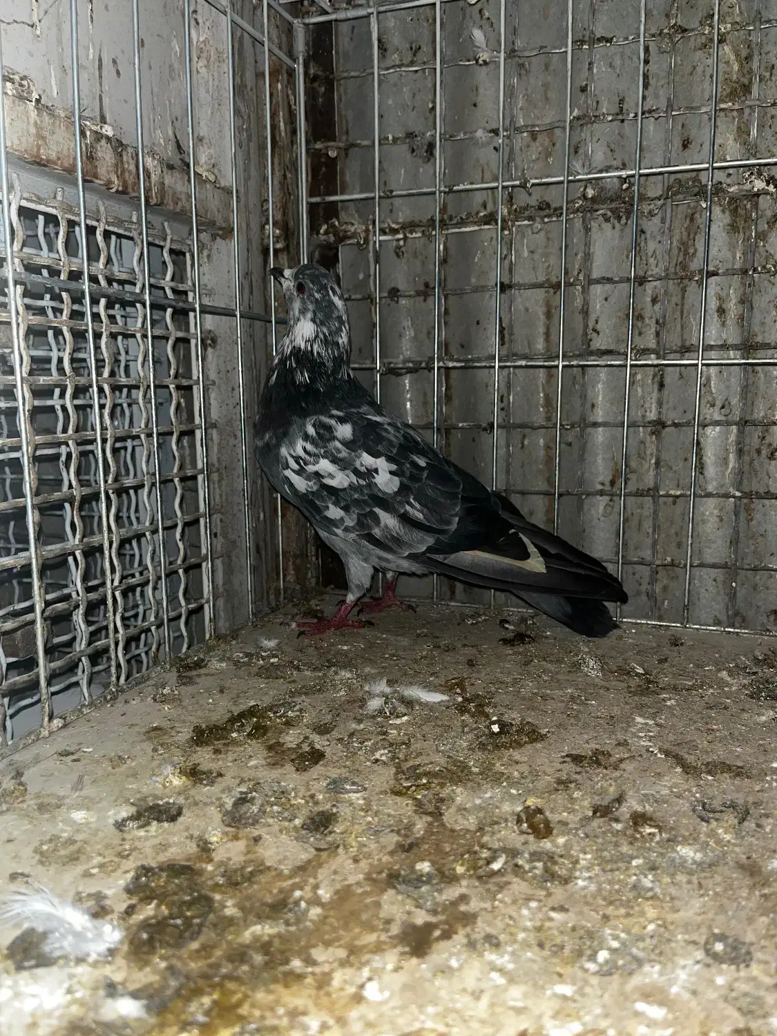 کبوتر|پرنده|تهران, مسگرآباد|دیوار