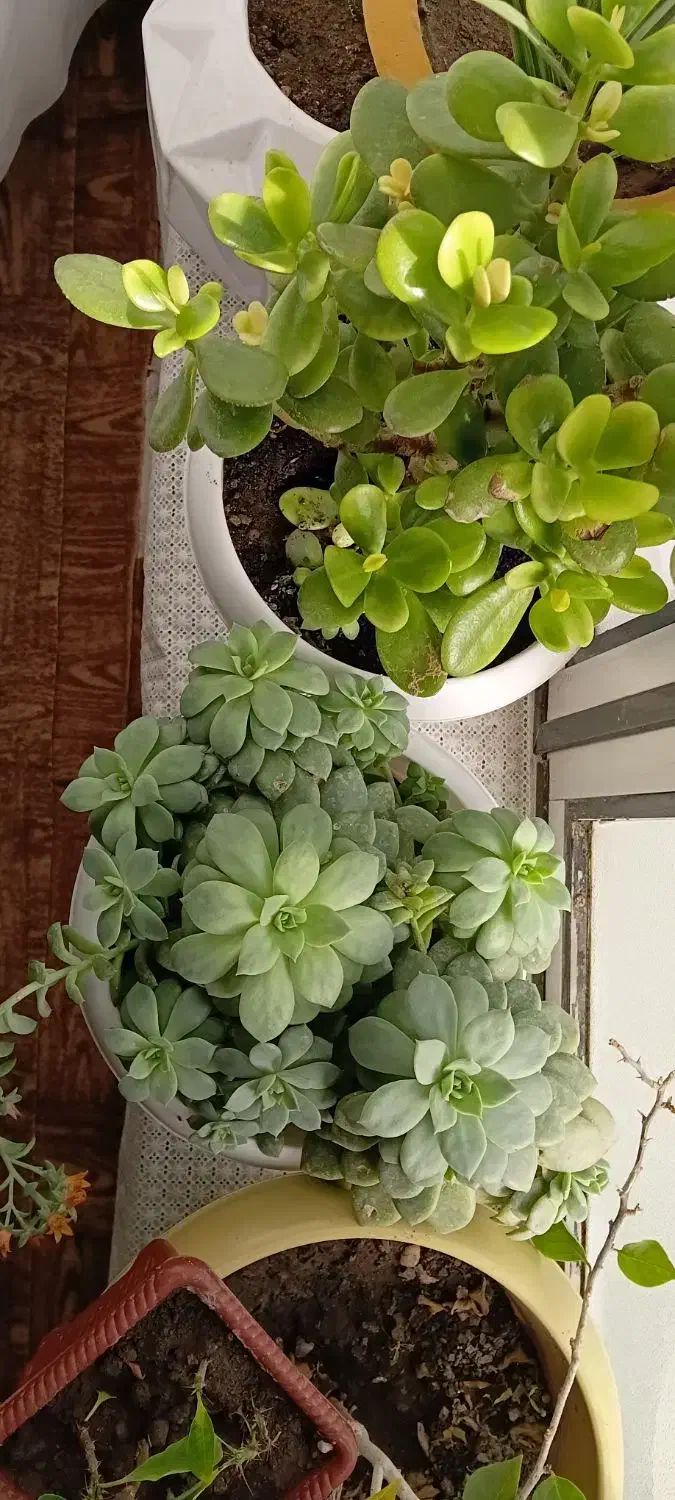 گل اپارتمانی|گل و گیاه طبیعی|خوی, |دیوار