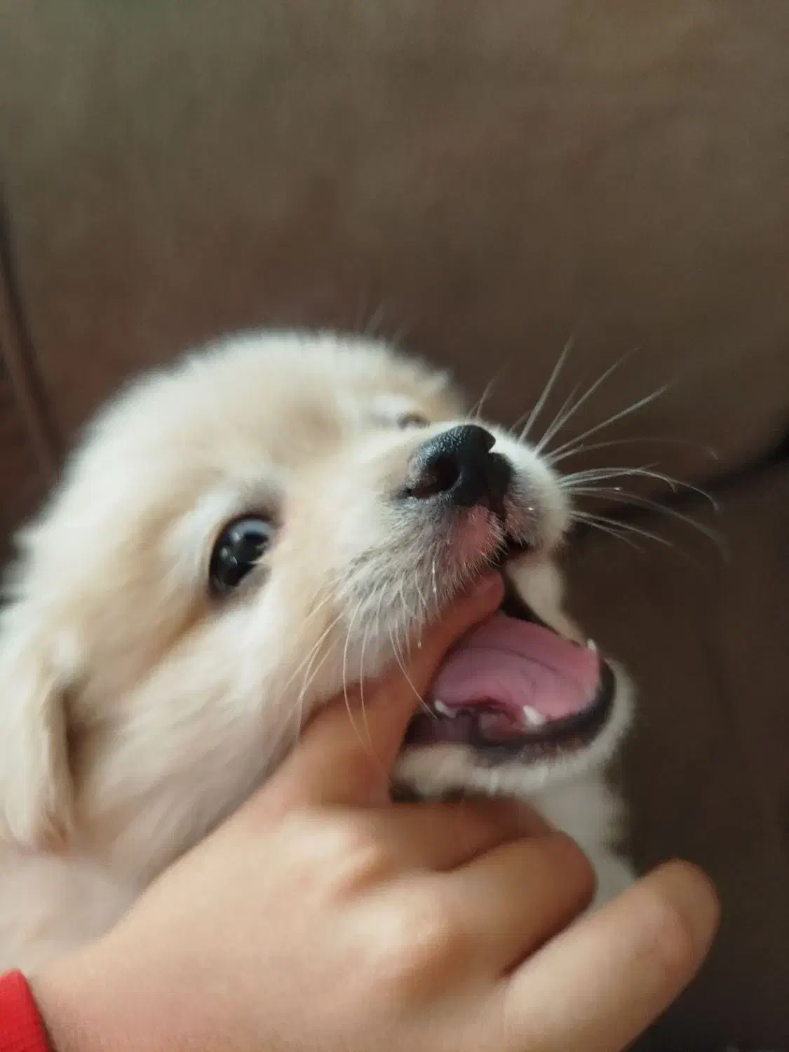 واگذاری پامر خرسی|سگ|تربت‌حیدریه, حسنی بالا|دیوار