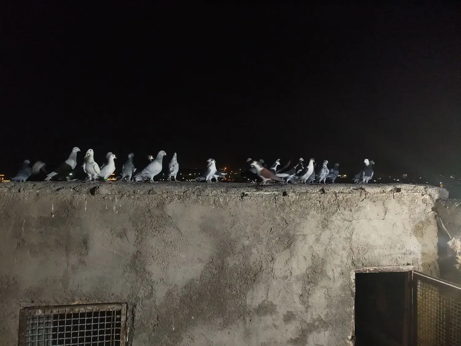 کبوتر|پرنده|سبزوار, امیریه|دیوار