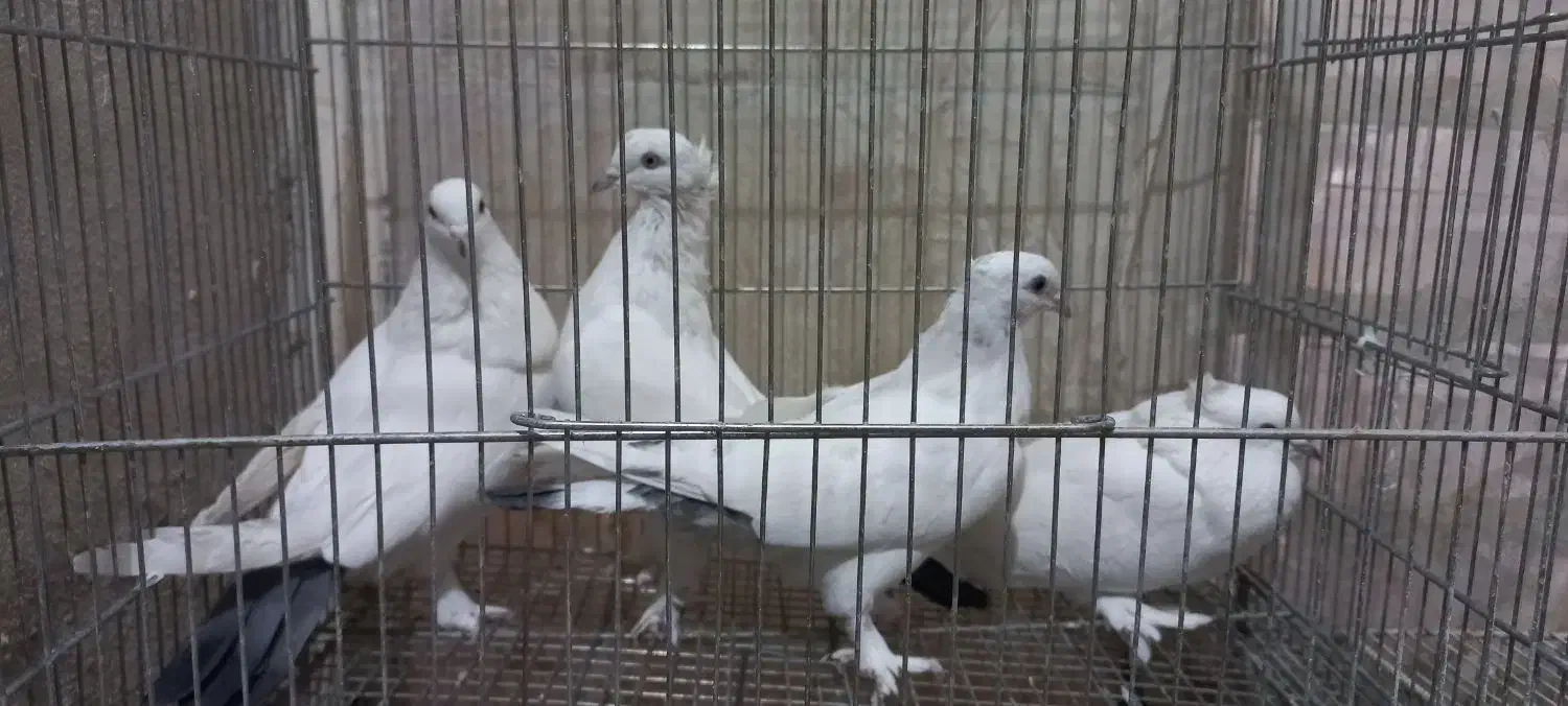 کبوتر ماده|پرنده|قم, کیوانفر|دیوار