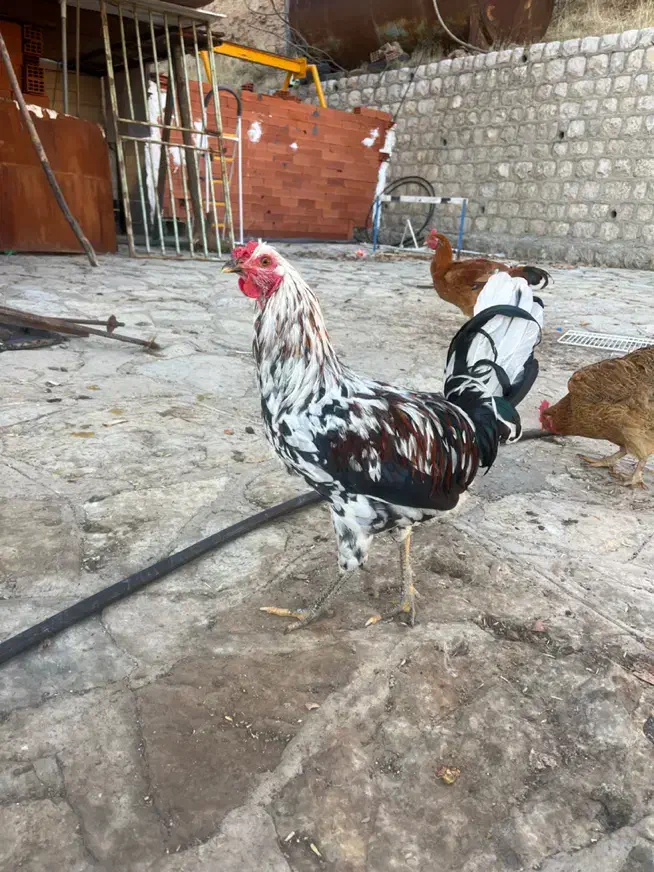 مرغ و خروس برهما و گلین و لهستانی|حیوانات مزرعه|مریوان, |دیوار