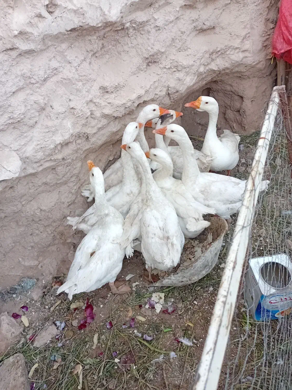 غاز ۱۰عدد|حیوانات مزرعه|خوی, |دیوار