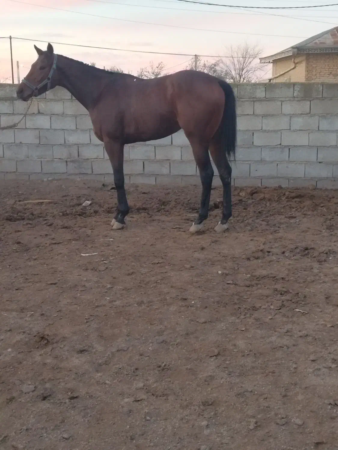 مادیان دوخون ۳ ساله|اسب و تجهیزات اسبسواری|گنبد کاووس, |دیوار