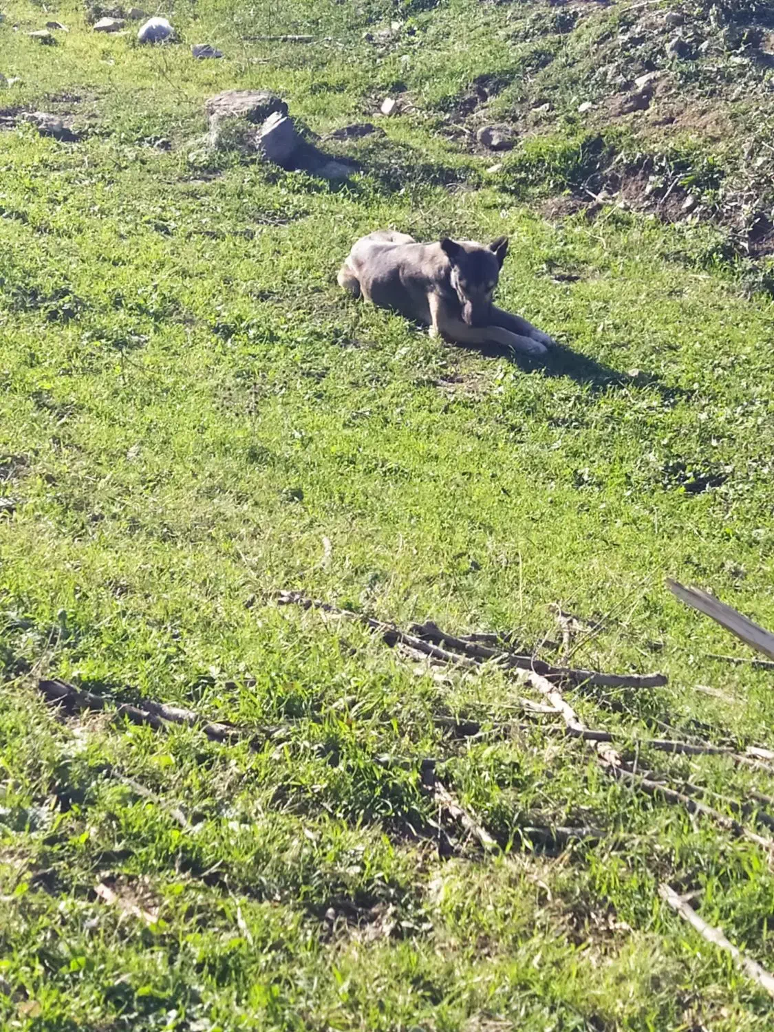 سگ سرابی|سگ|انگوت, |دیوار