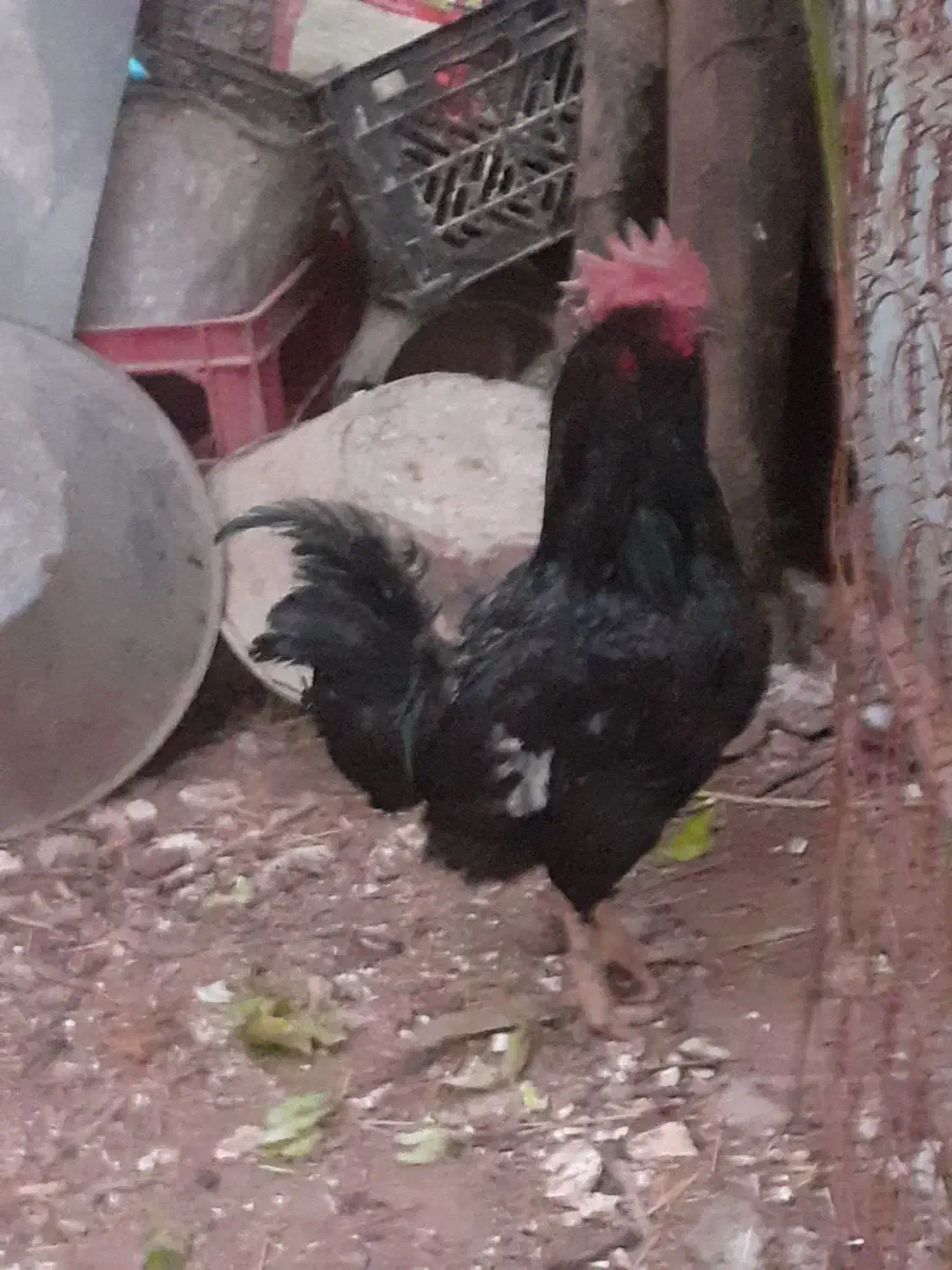 حراج خروس سیاه|حراج|پاکدشت, پاکدشت (مامازند)|دیوار