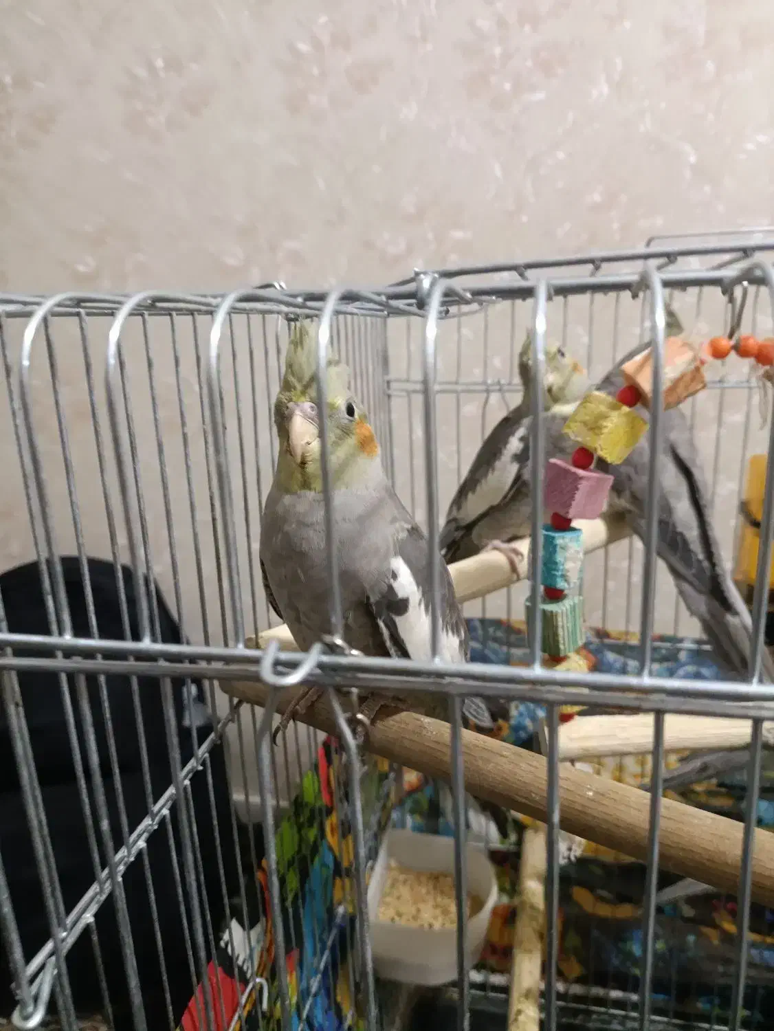 جوجه عروس|پرنده|تهران, مشیریه|دیوار