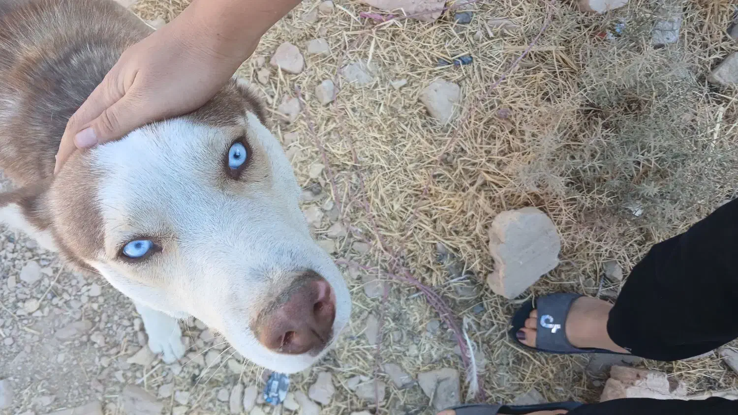 سگ هاسکی|سگ|طسوج, |دیوار